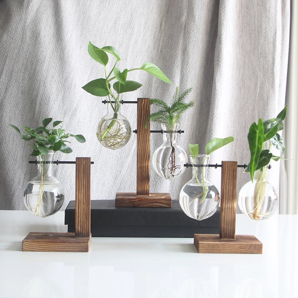 Creative glass vase for hydroponic plants