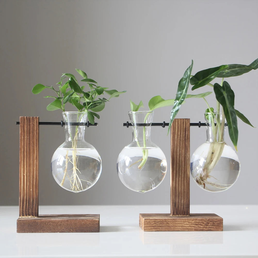 Creative glass vase for hydroponic plants