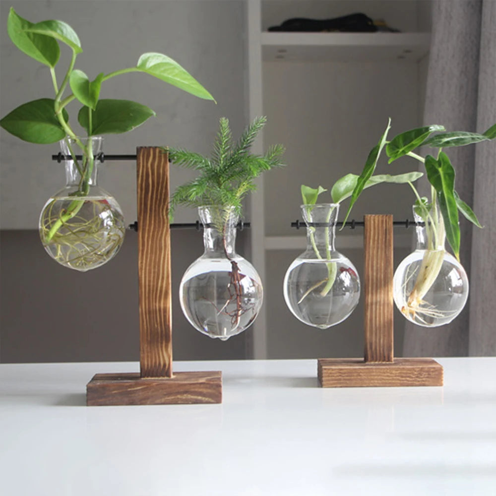 Creative glass vase for hydroponic plants